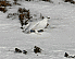 Белая куропатка