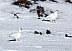 Белые куропатки